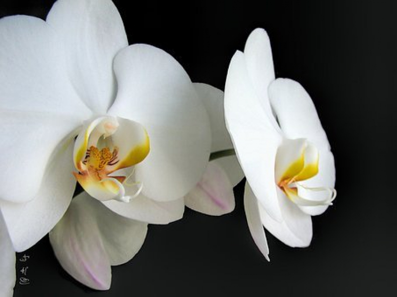 Orchidée Phalaenopsis